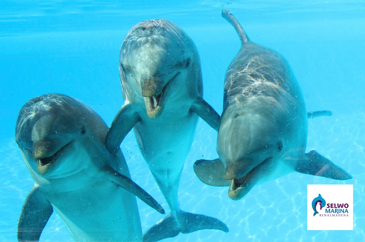 дельфинарий сельво в марбелье